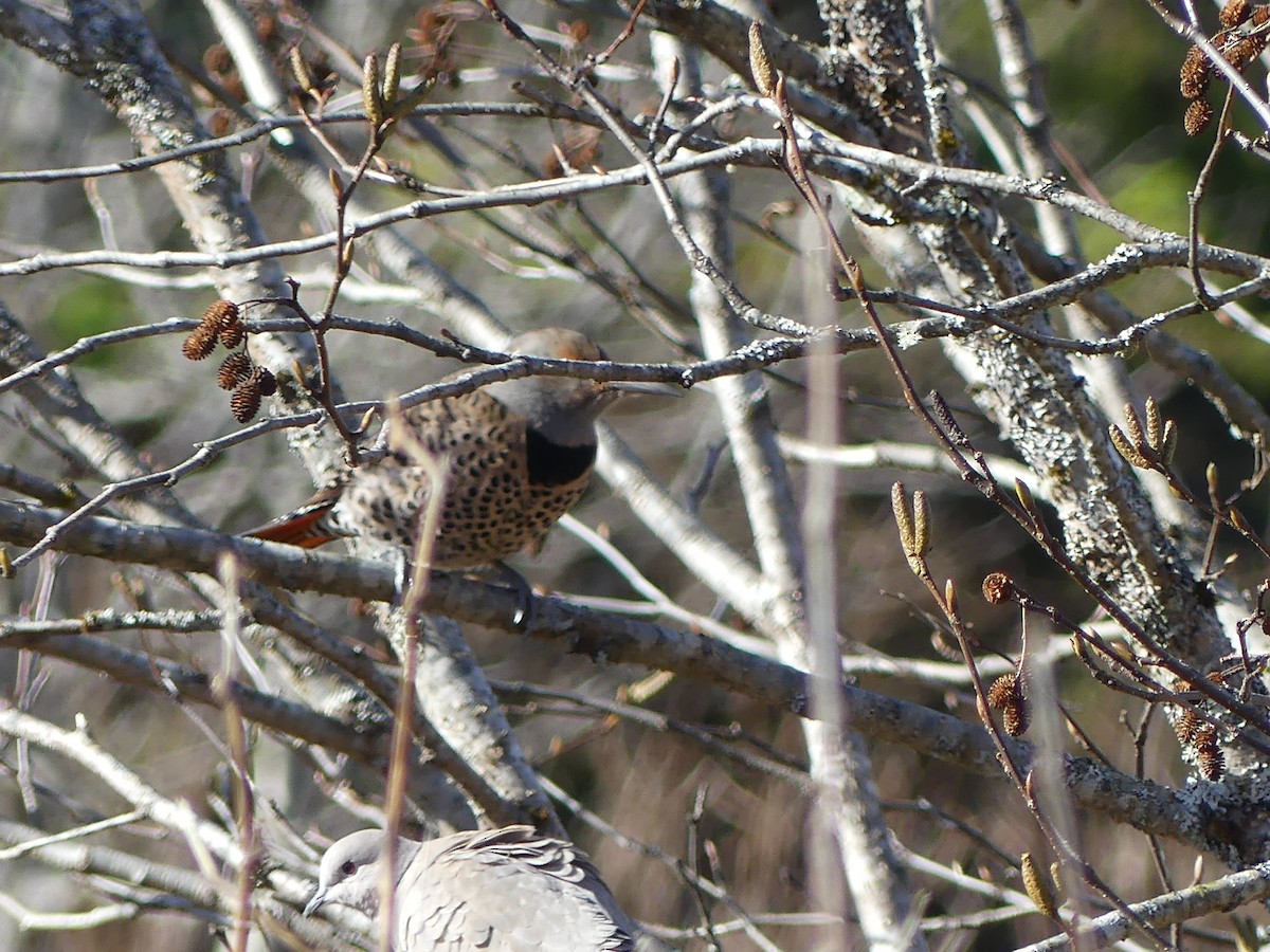 Northern Flicker (Red-shafted) - ML616302231