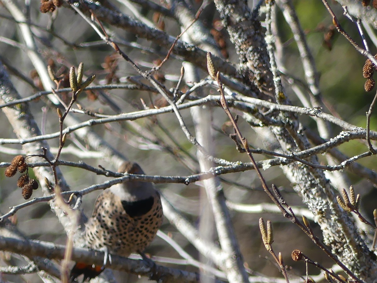 Northern Flicker (Red-shafted) - ML616302232