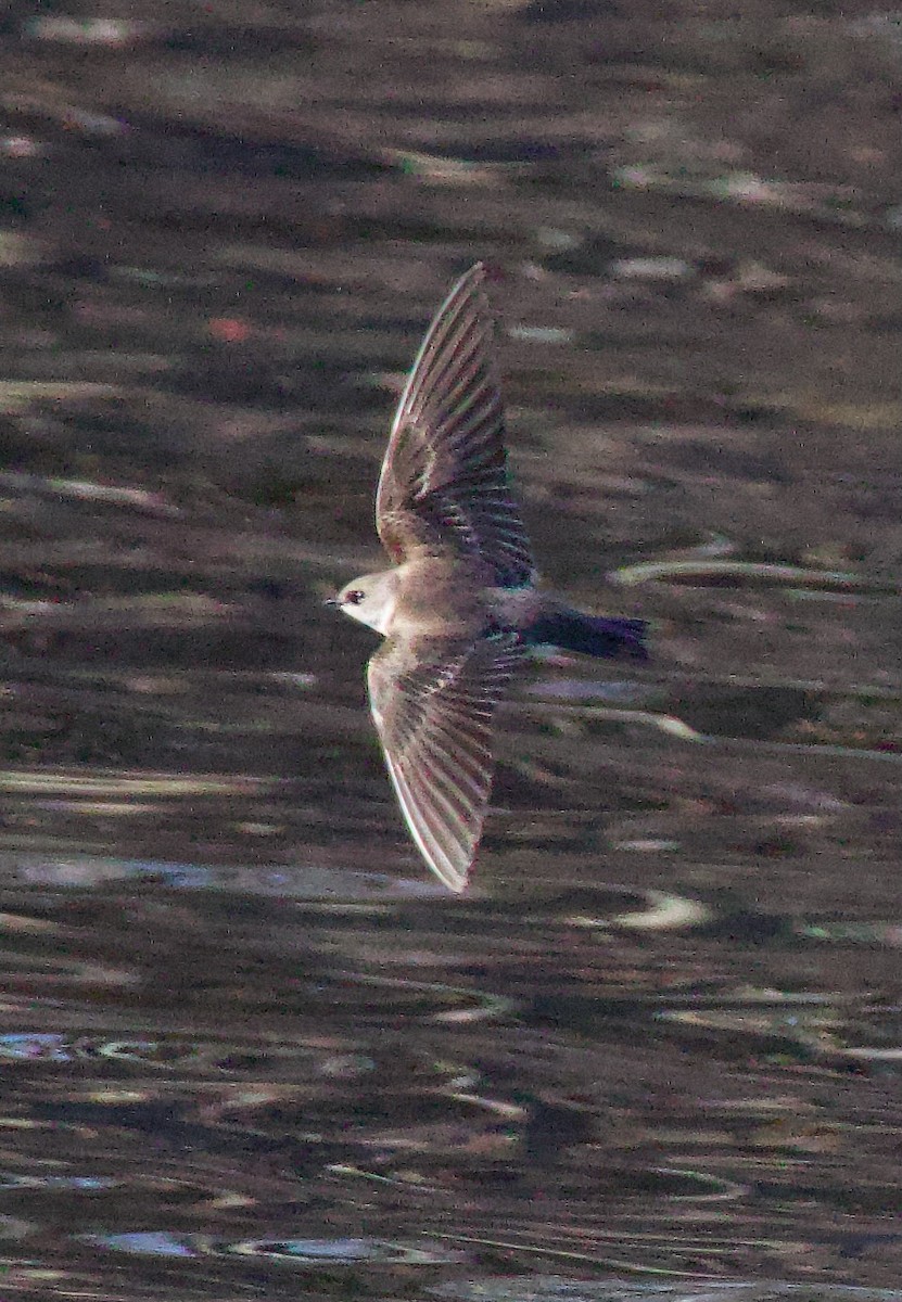 Northern Rough-winged Swallow - ML616302256