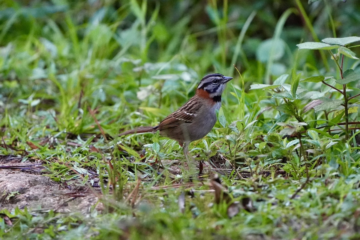 Rufous-collared Sparrow - ML616302258
