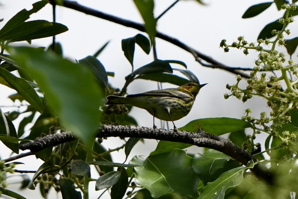 Cape May Warbler - ML616302277