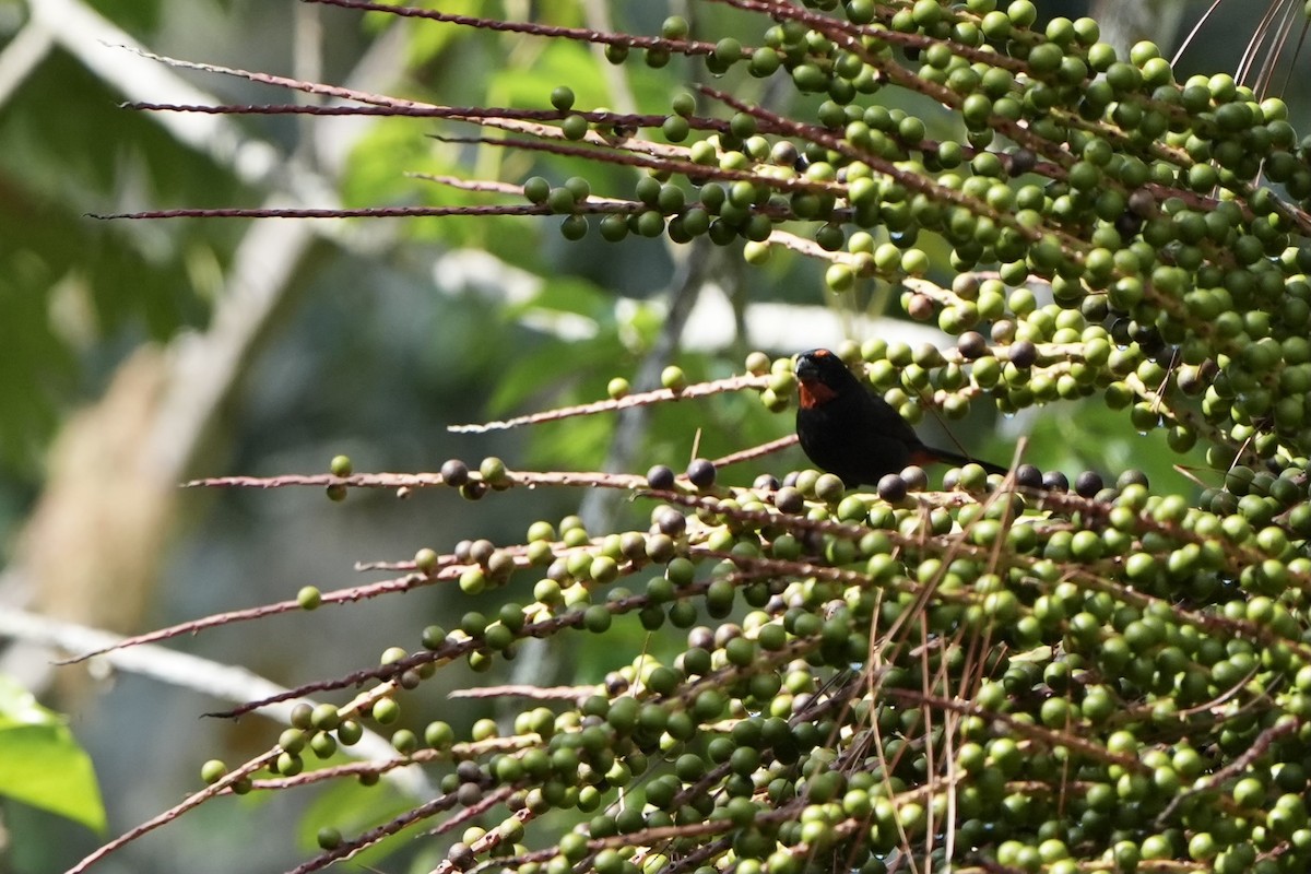 Greater Antillean Bullfinch - ML616302283