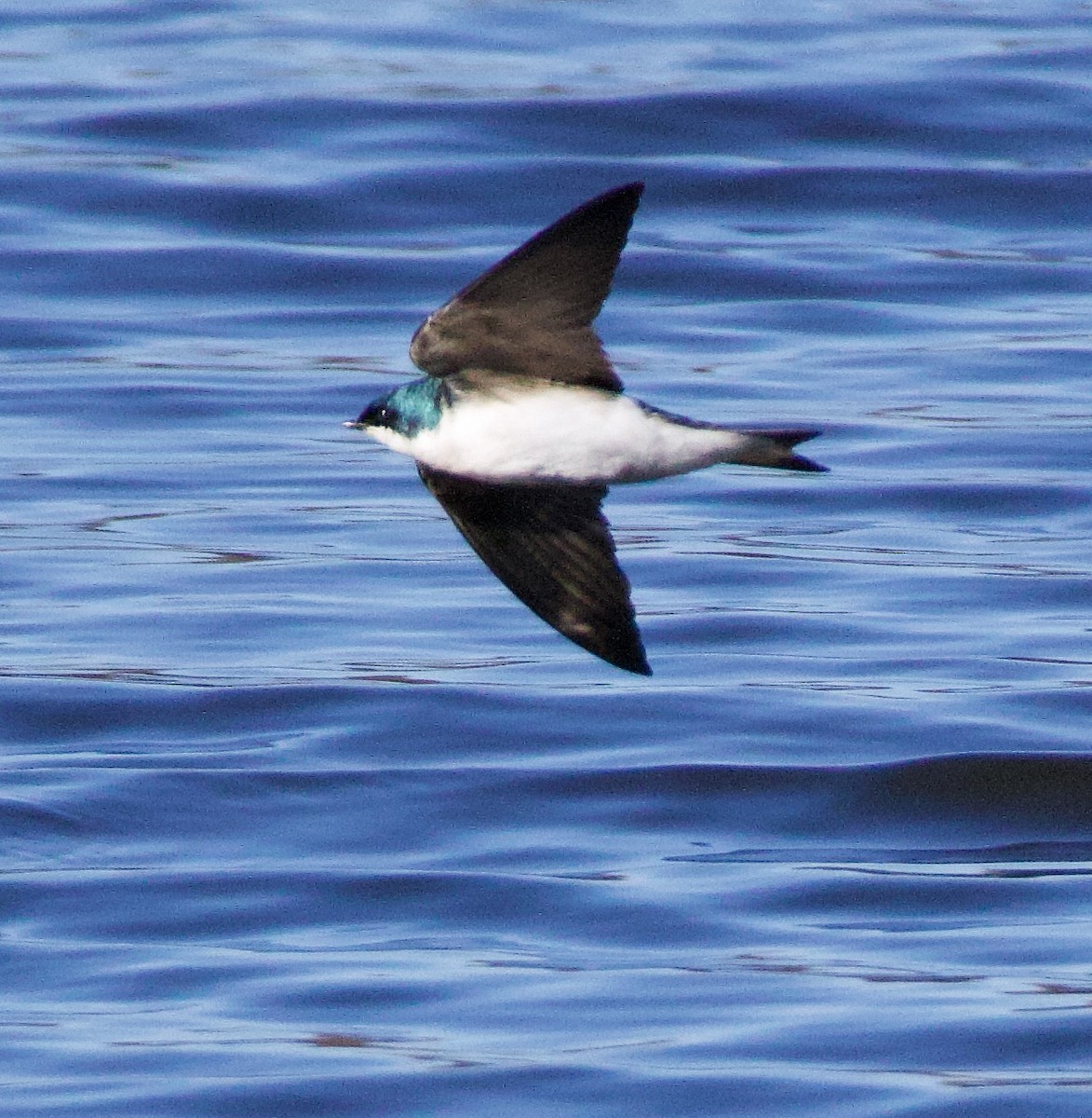 Golondrina Bicolor - ML616302288