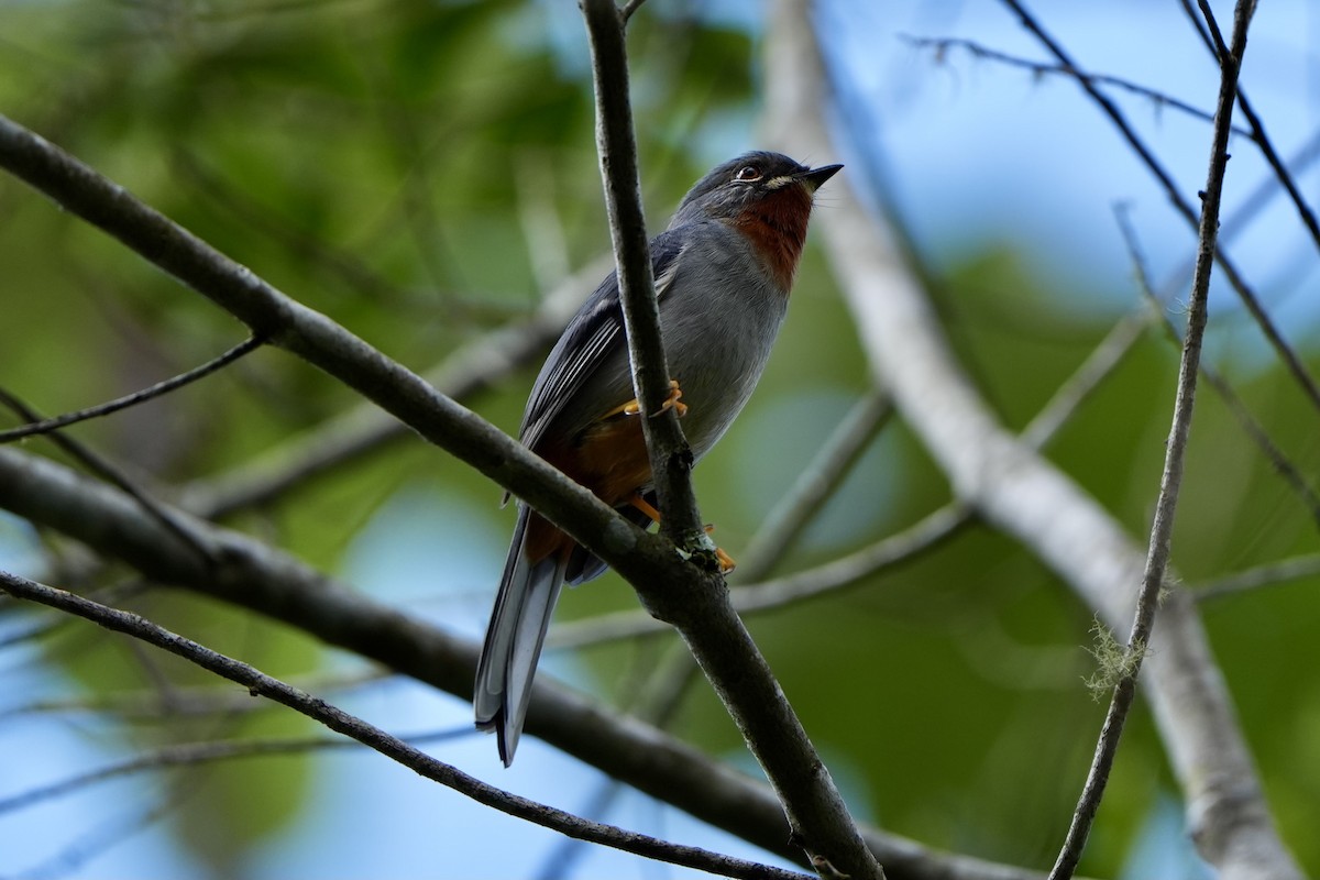 Rufous-throated Solitaire - ML616302295