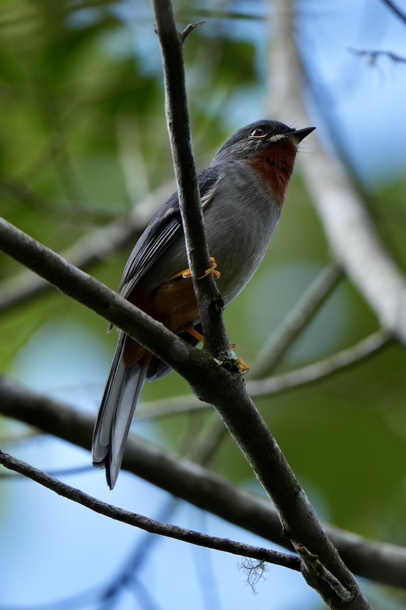 Rufous-throated Solitaire - ML616302296