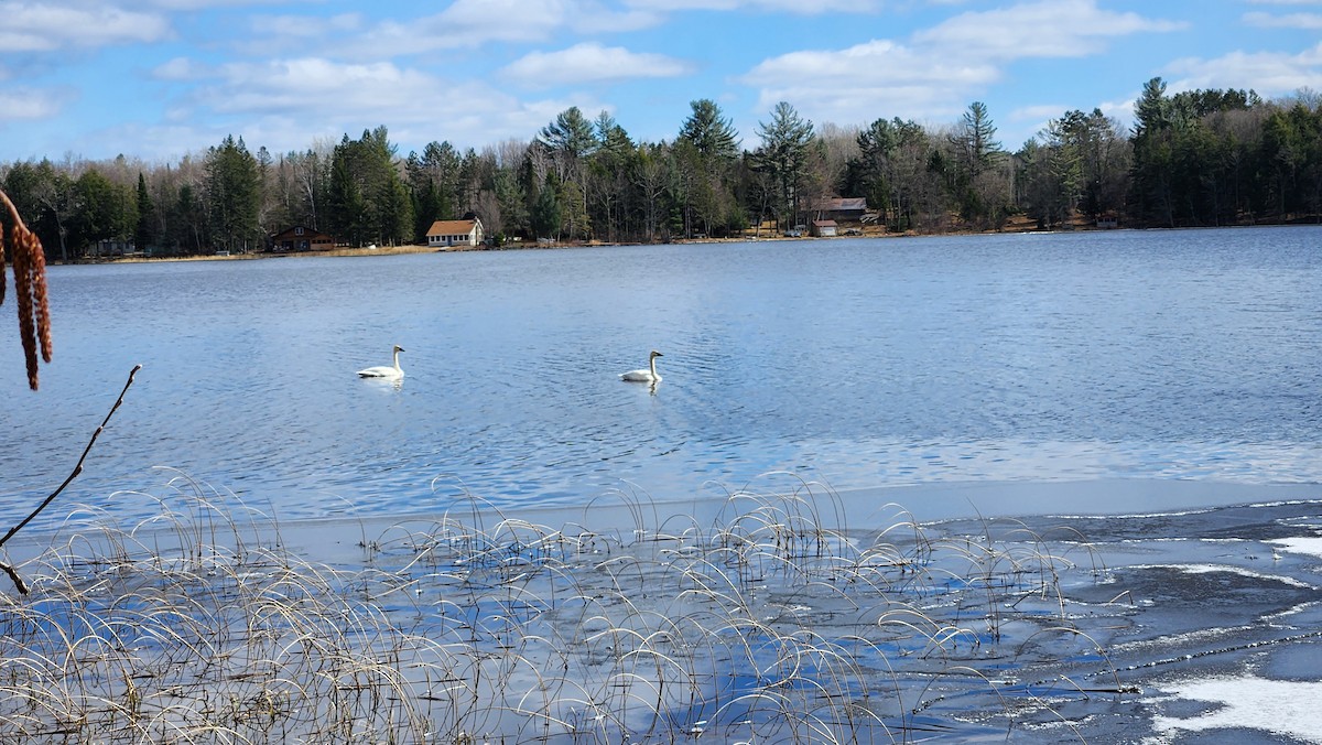 Trumpeter Swan - Janice Sharp