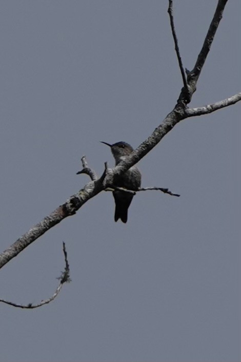 Vervain Hummingbird - ML616302315