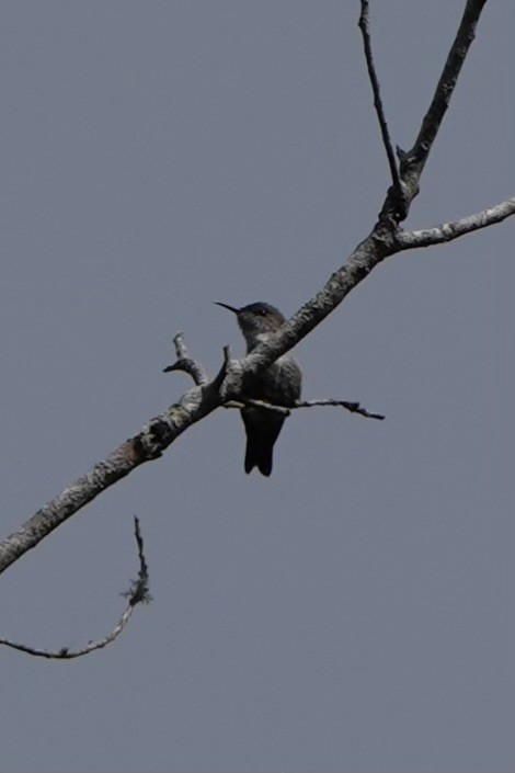 Colibrí Zumbadorcito - ML616302315