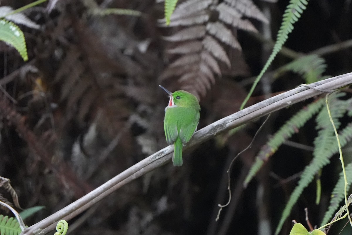 Narrow-billed Tody - ML616302356