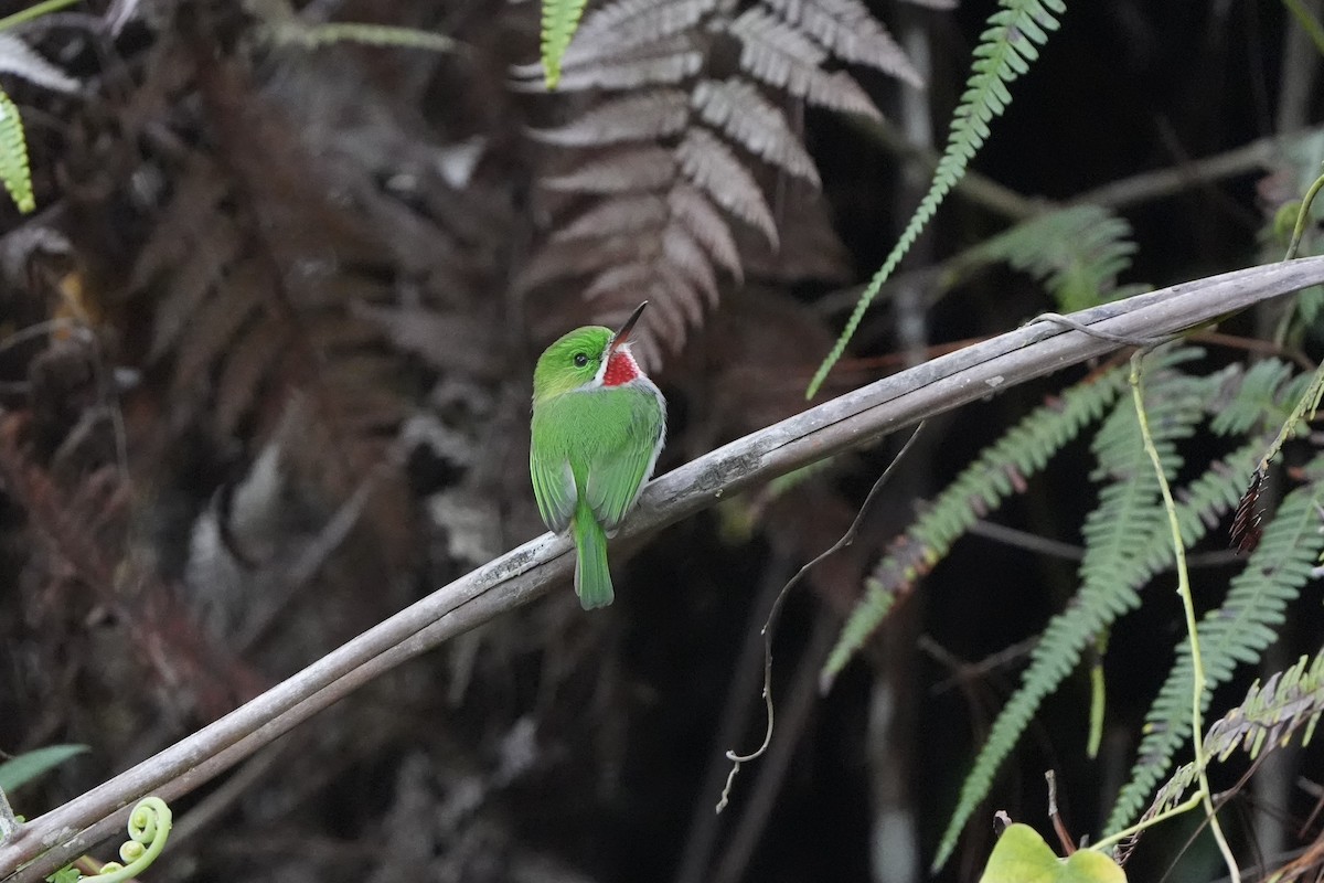 Narrow-billed Tody - ML616302357