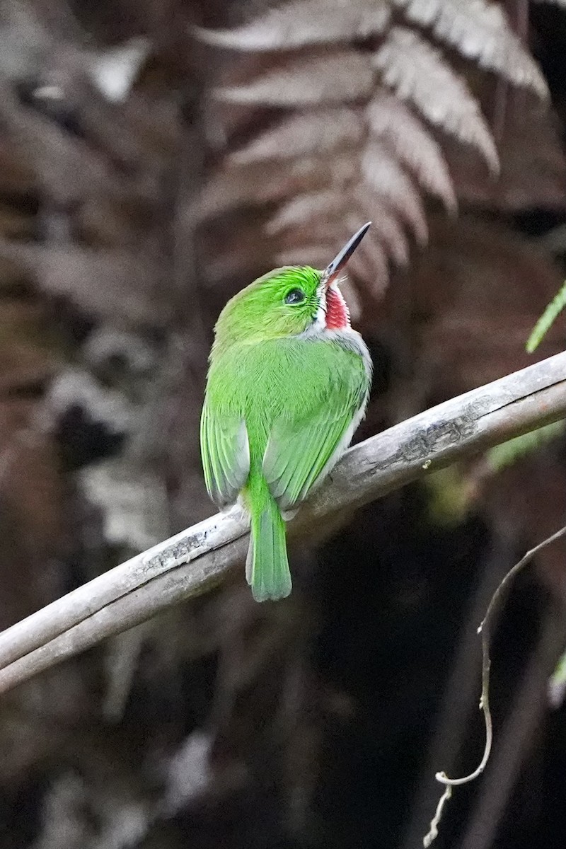 Narrow-billed Tody - ML616302358