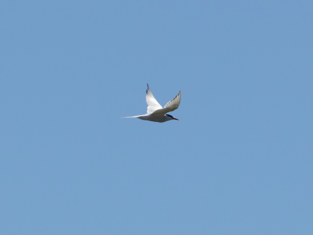 South American Tern - ML616302382