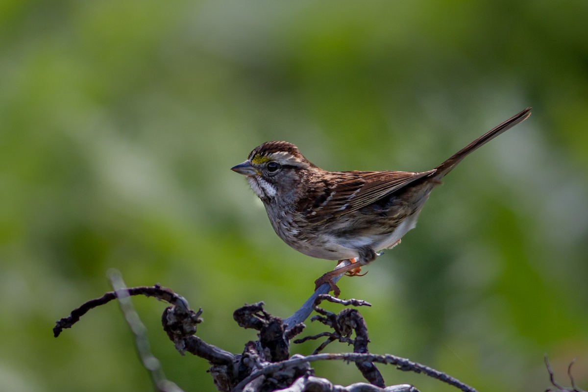 White-throated Sparrow - Bruce Gates