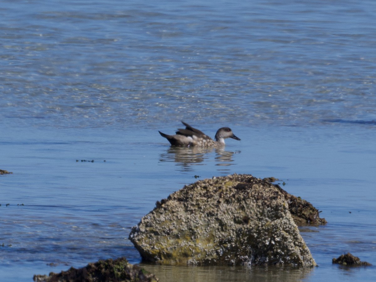 Crested Duck - ML616302464