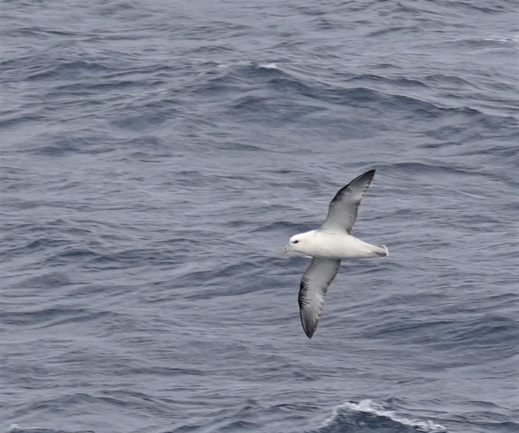 Northern Fulmar - Diane Stinson