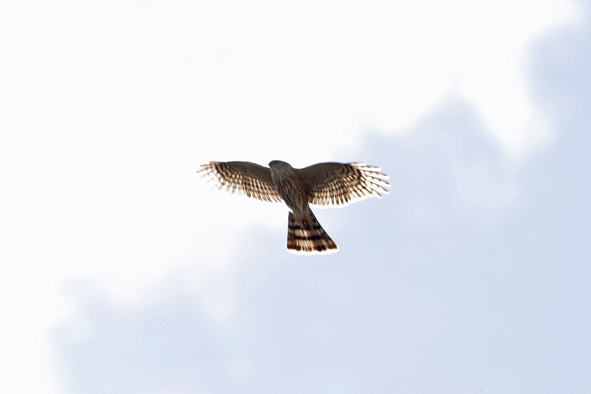 Sharp-shinned Hawk - ML616302497