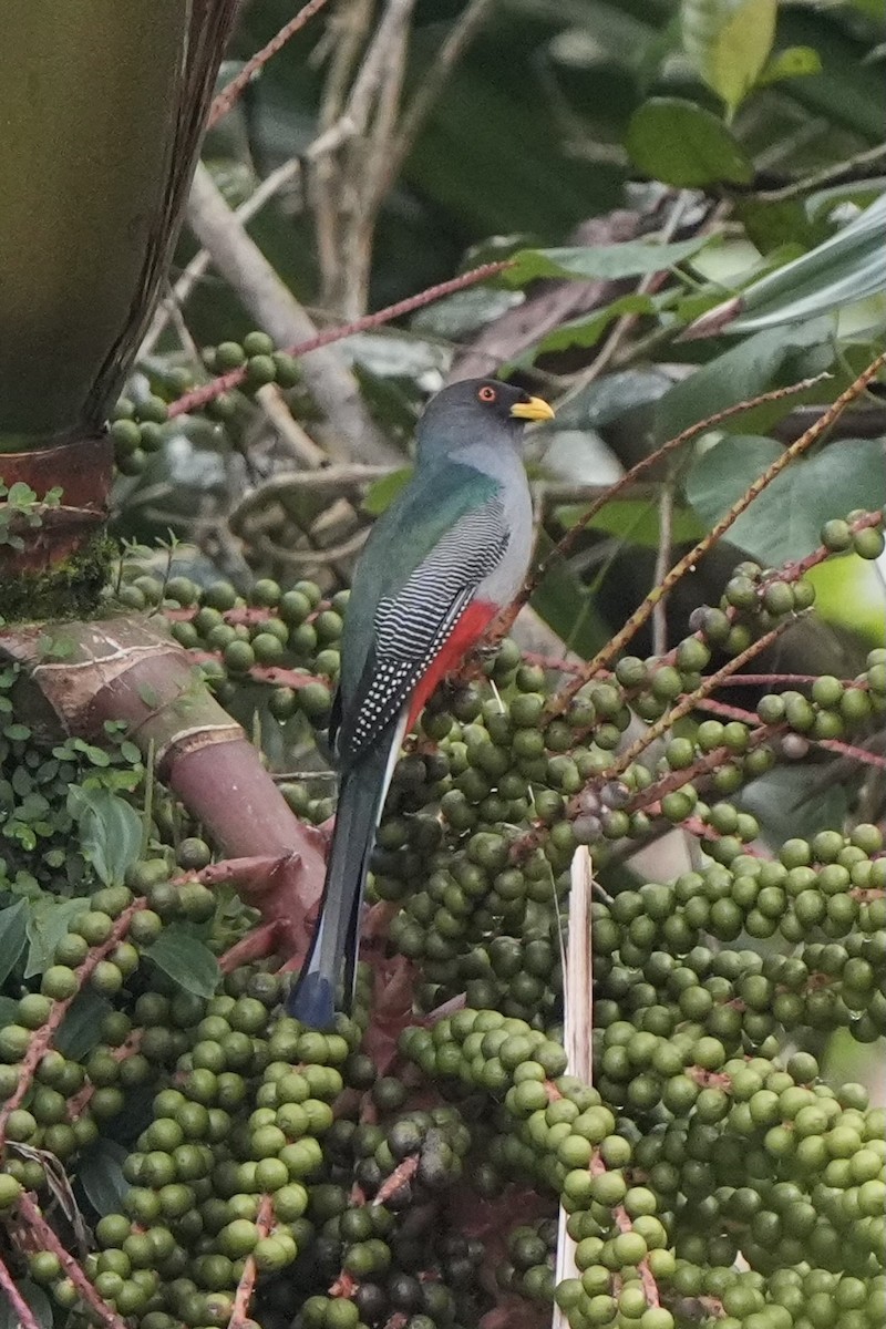 trogon hispaniolský - ML616302546