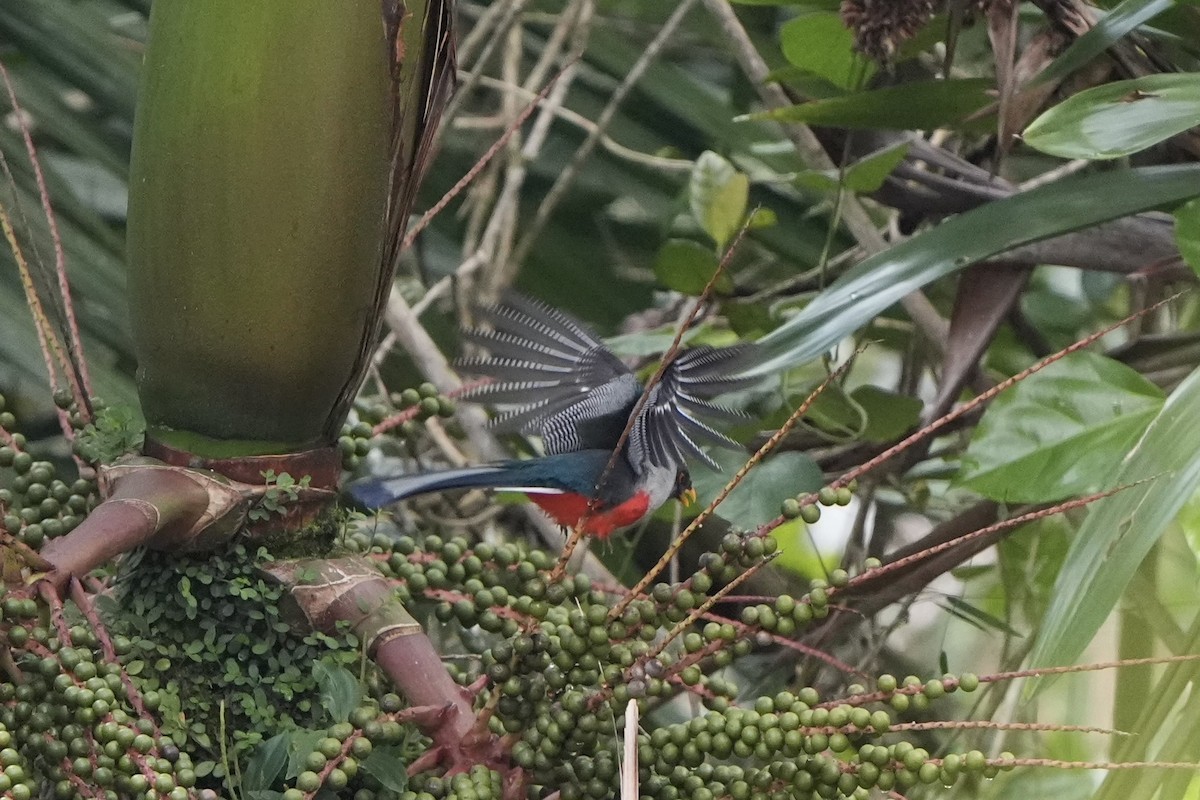 trogon hispaniolský - ML616302547