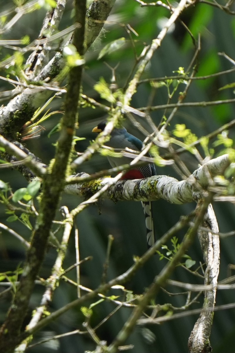 trogon hispaniolský - ML616302548