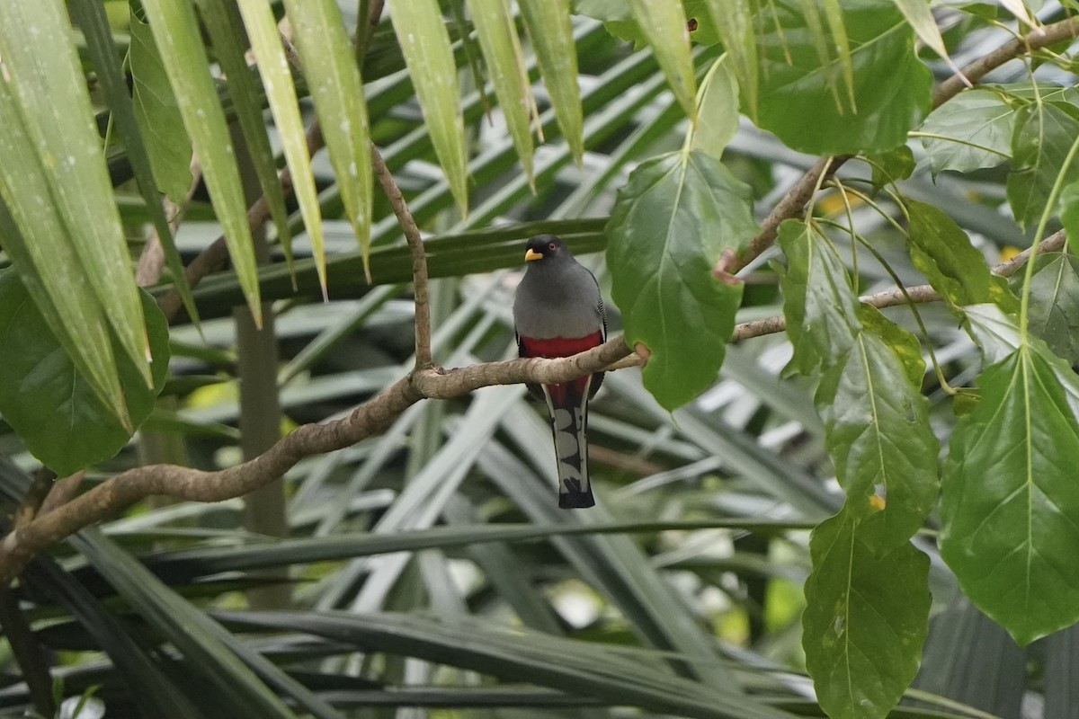 Hispaniolan Trogon - ML616302549