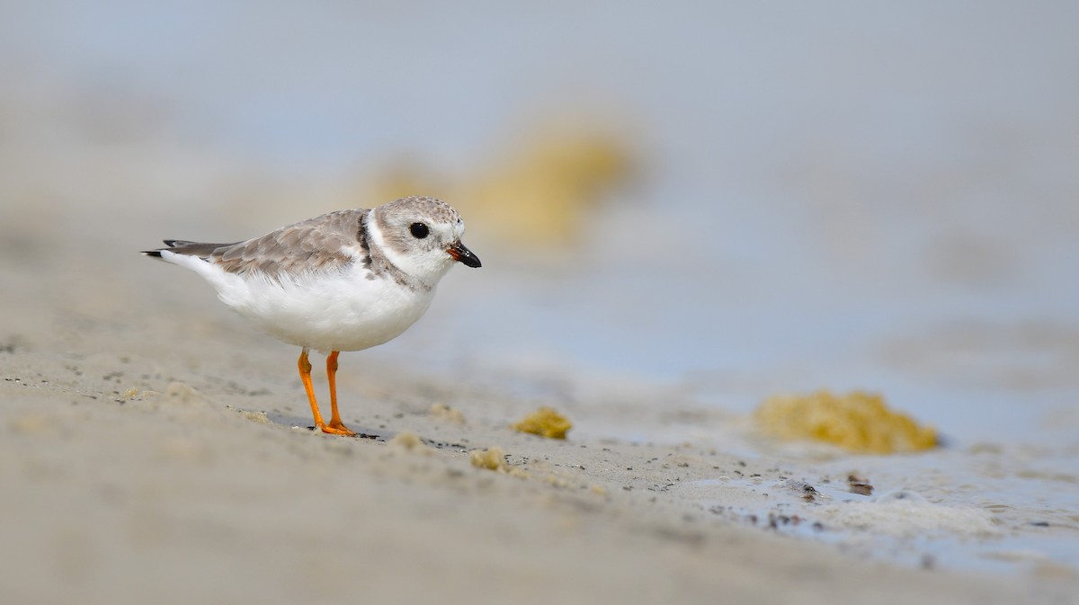 Piping Plover - ML616302565