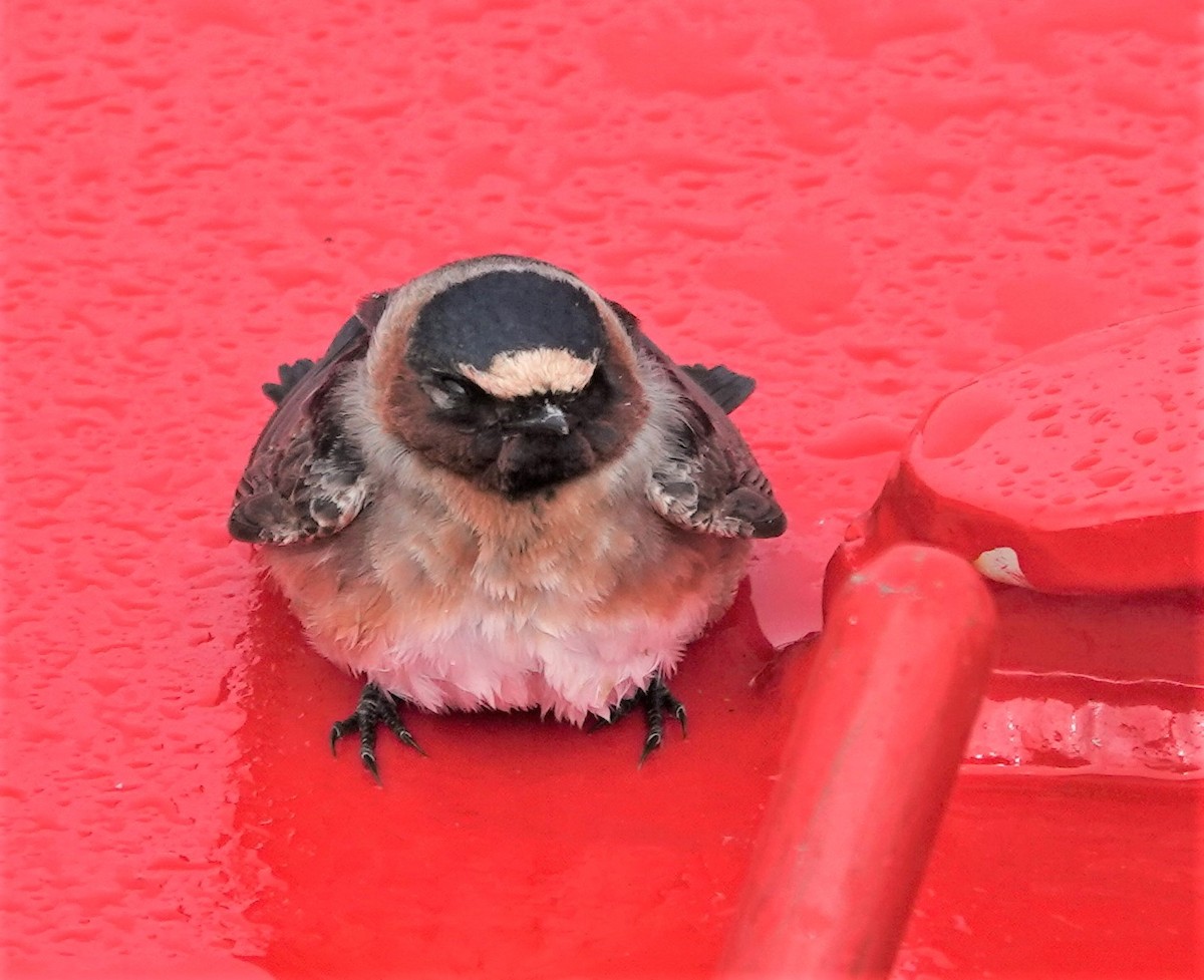 Cliff Swallow - Diane Stinson