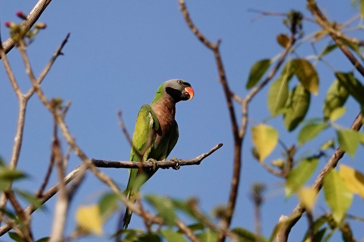 Red-breasted Parakeet - ML616302592