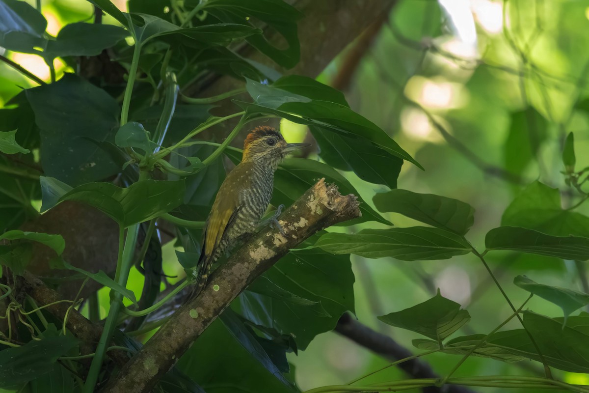 Yellow-eared Woodpecker - Alejandro Pinto_TanagerPhotoTours