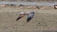 Northern Harrier - ML616302661