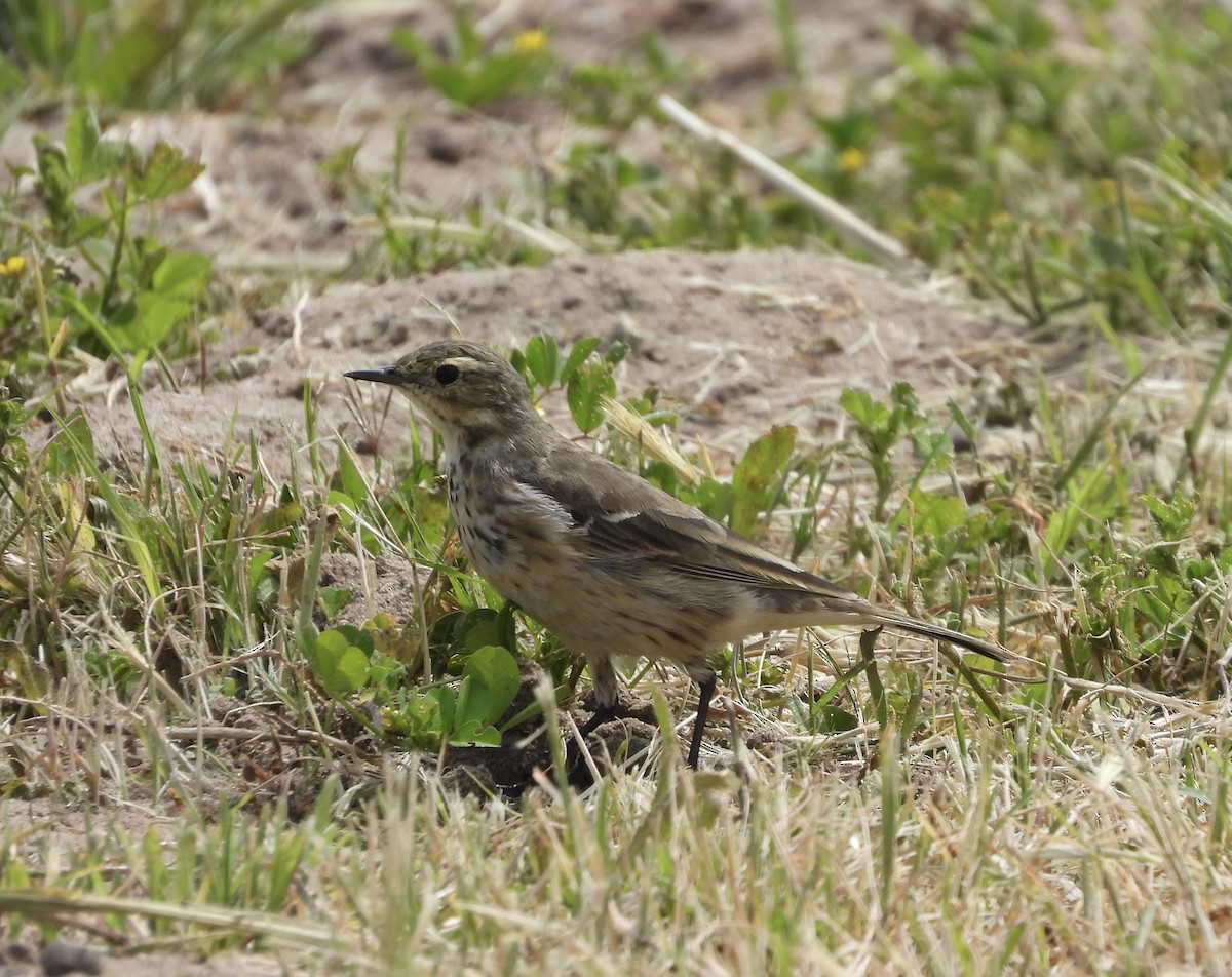 American Pipit - ML616302672