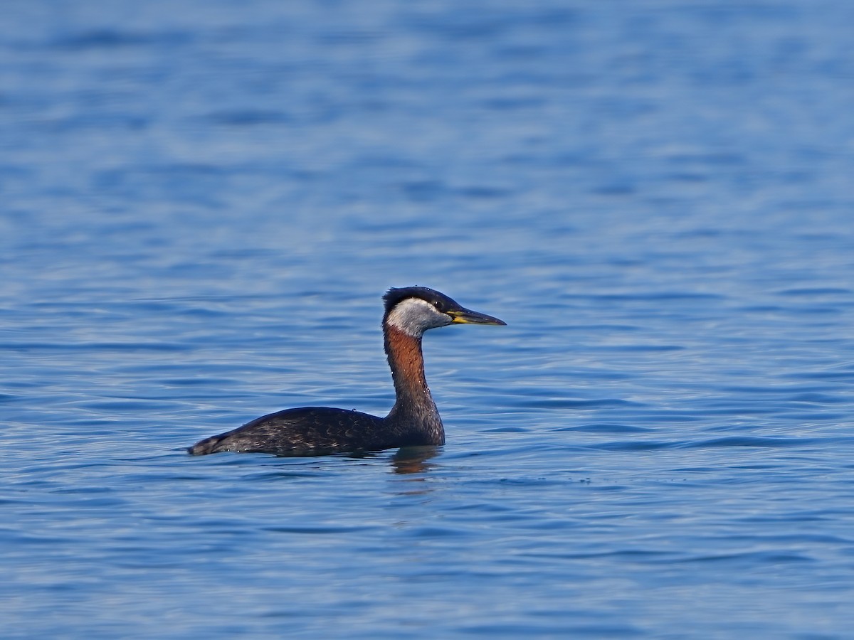 Red-necked Grebe - ML616302679