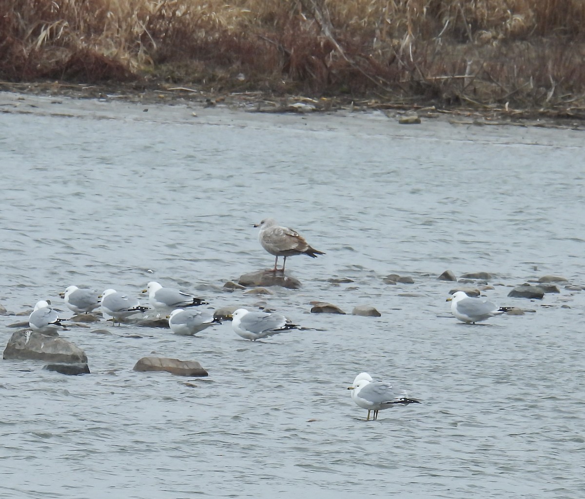 Herring Gull - ML616302688