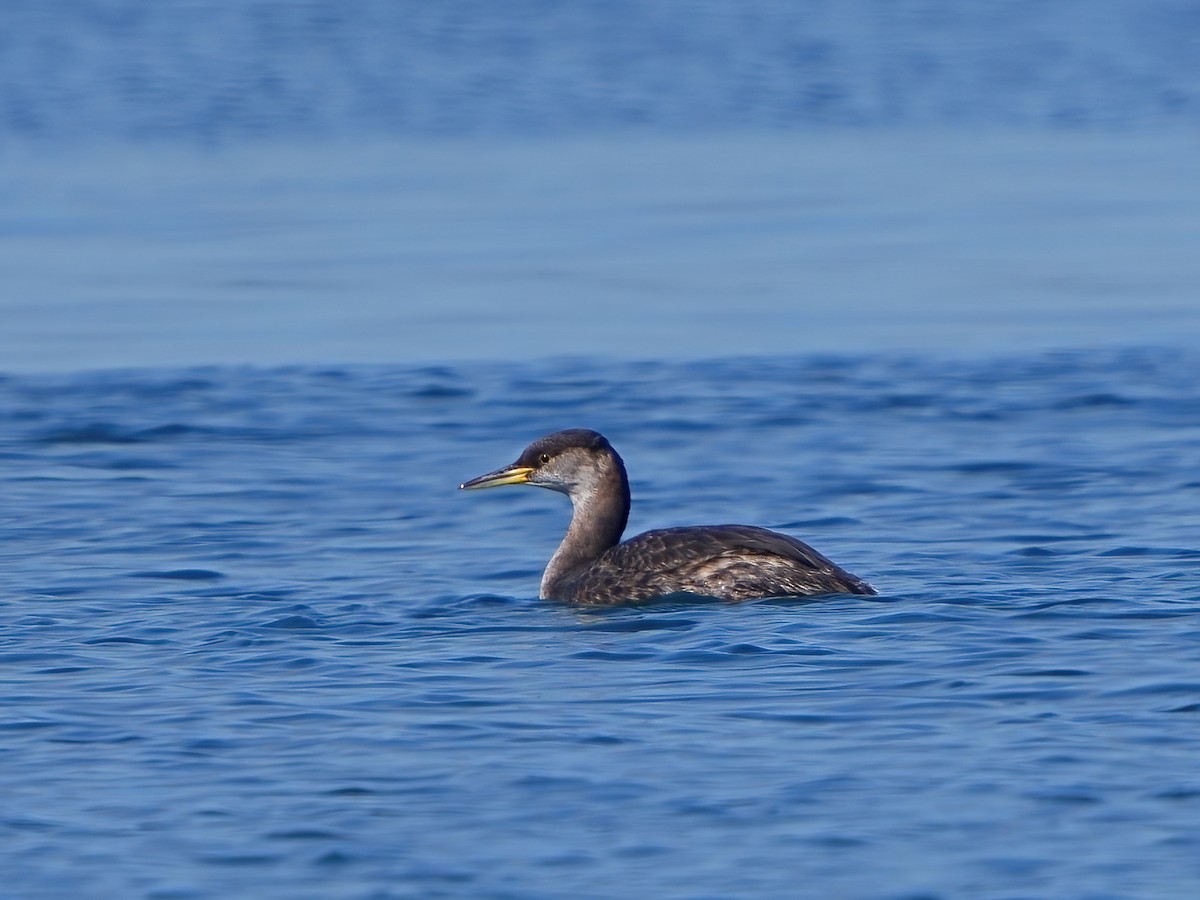 Red-necked Grebe - ML616302689