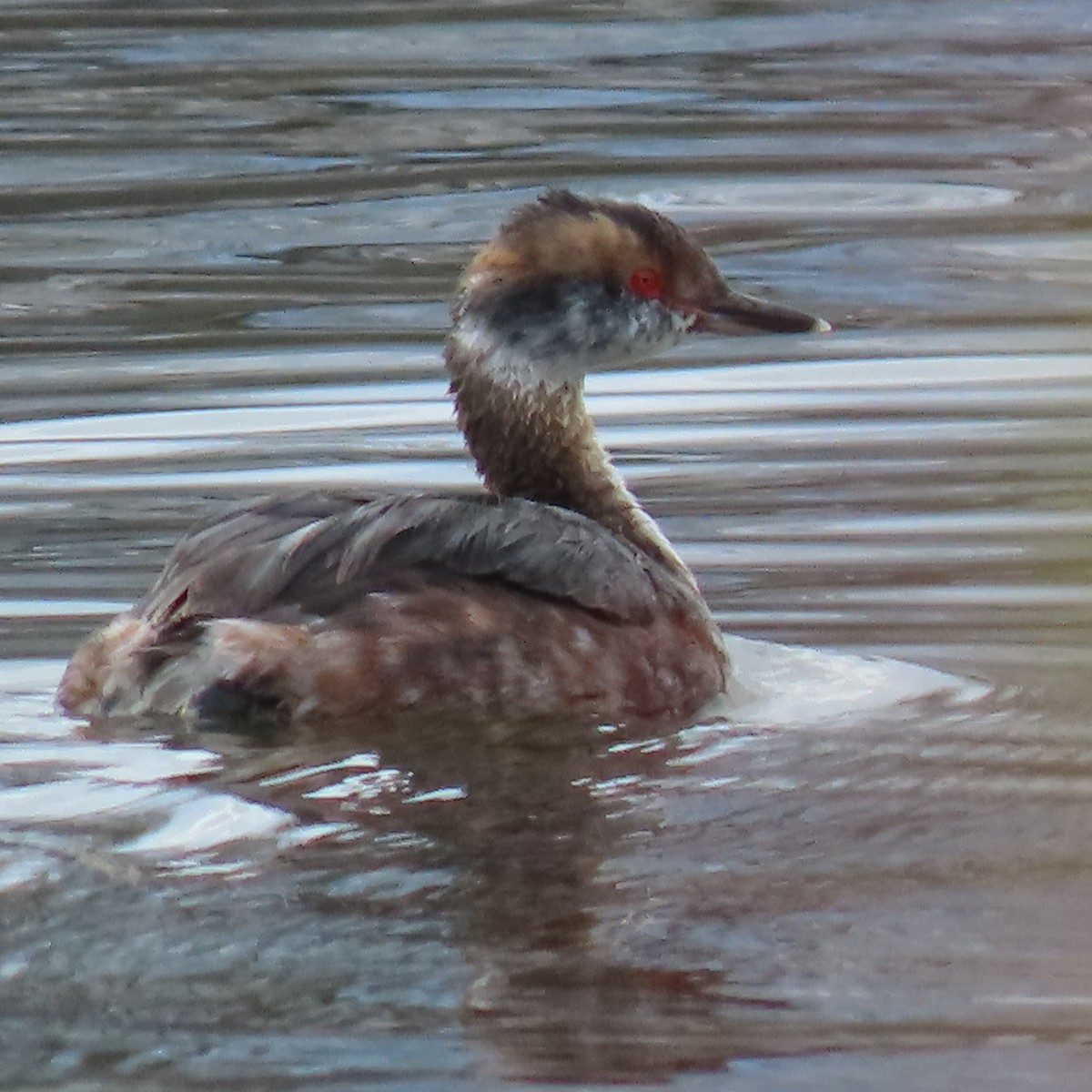 Horned Grebe - ML616302707