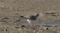 Northern Harrier - ML616302727