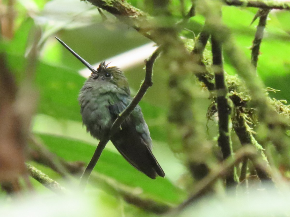 Blue-fronted Lancebill - Carlos Alberto  Arbelaez Buitrago