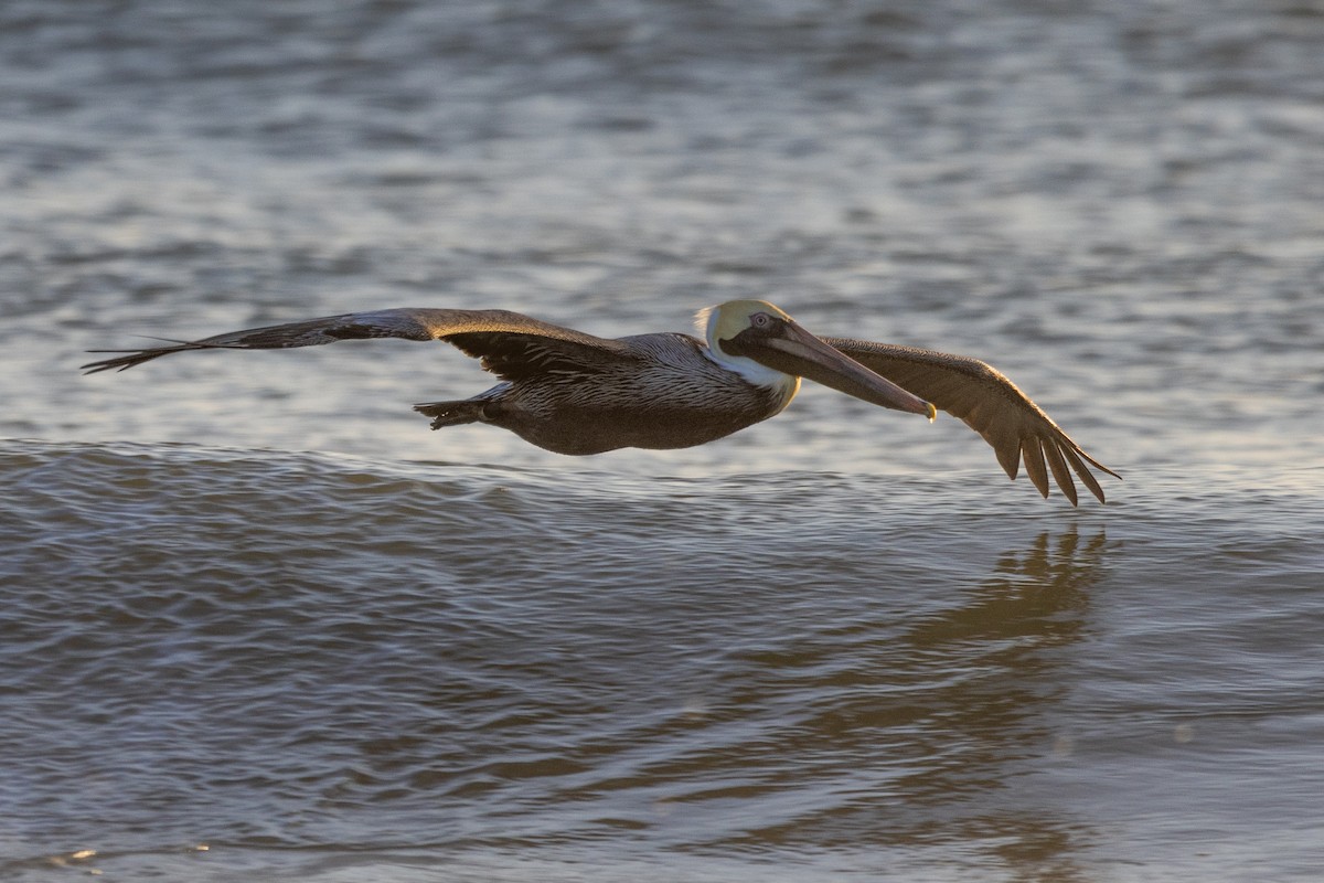 Brown Pelican - ML616302937