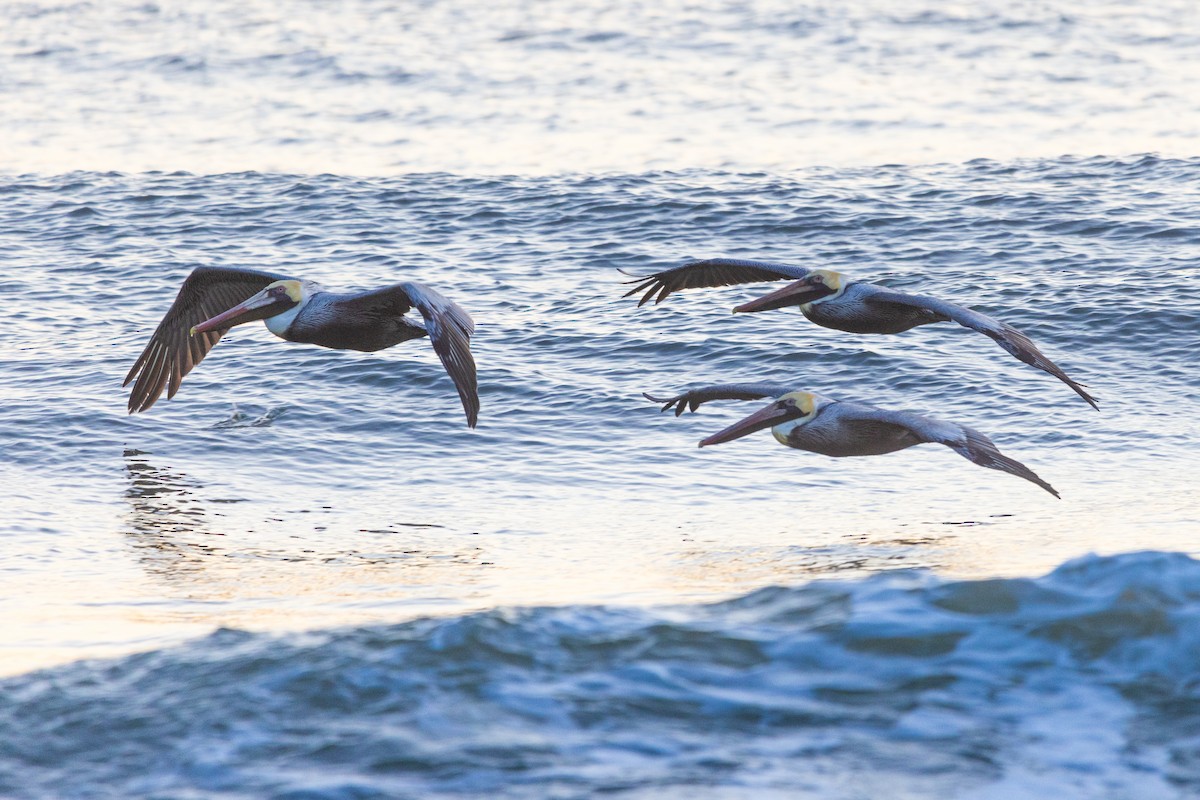 Brown Pelican - ML616302938