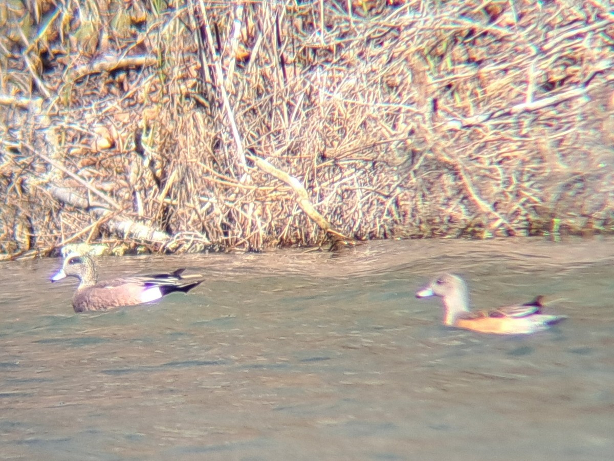 American Wigeon - ML616302943