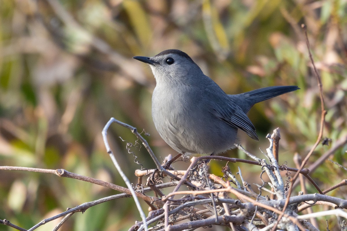 Gray Catbird - ML616302951
