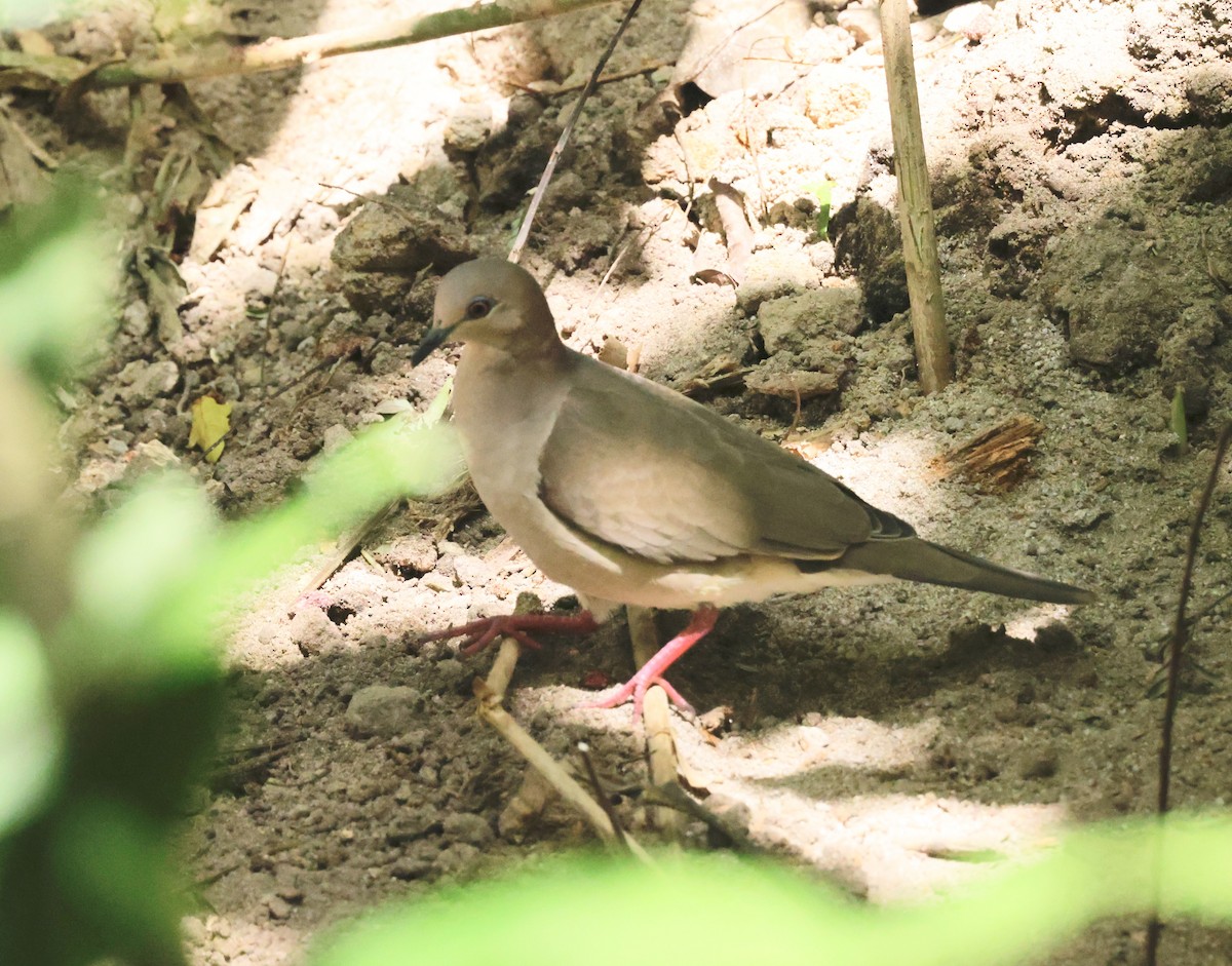 White-tipped Dove - ML616302958