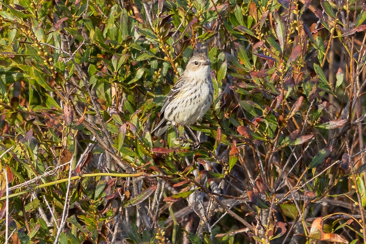 American Pipit - ML616302960