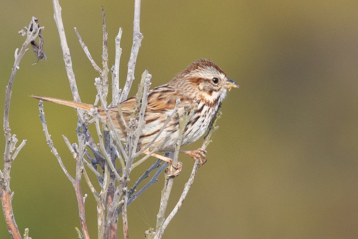 Song Sparrow - ML616302968