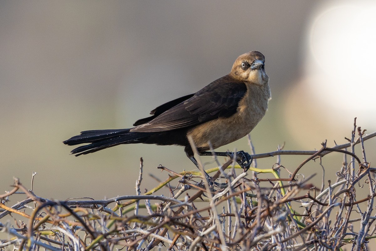 Boat-tailed Grackle - ML616302983