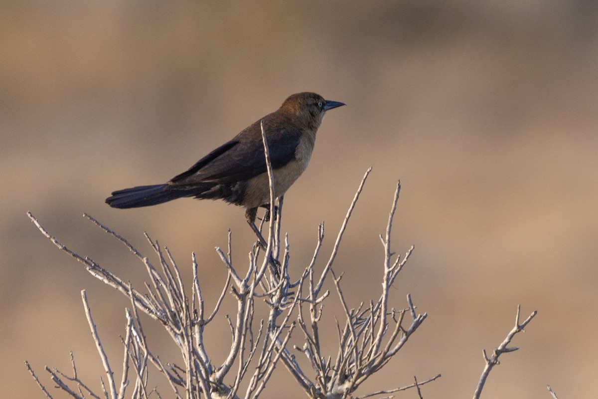 Boat-tailed Grackle - ML616302984