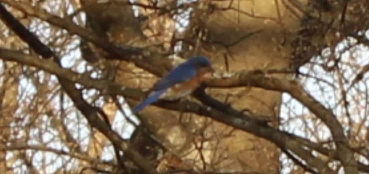 Eastern Bluebird - ML616303000