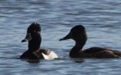 Ring-necked Duck - ML616303027