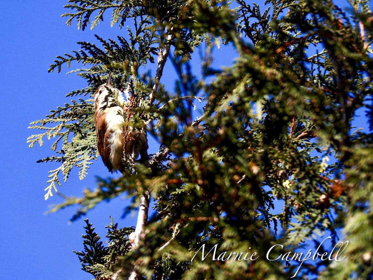 Carolina Wren - ML616303031