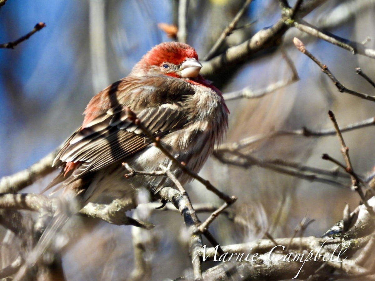 House Finch - ML616303047