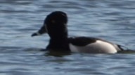 Ring-necked Duck - ML616303054